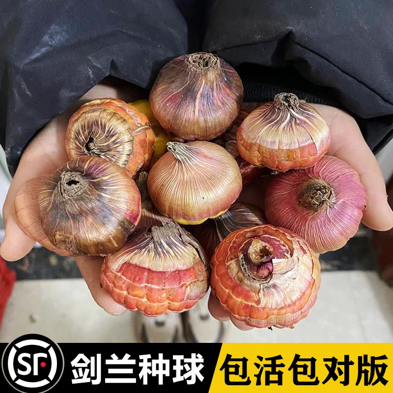 唐菖蒲剑兰种球多年花卉盆栽十三太保室外四季庭院易种球根花植物 鲜花速递/花卉仿真/绿植园艺 种球/裸根 原图主图