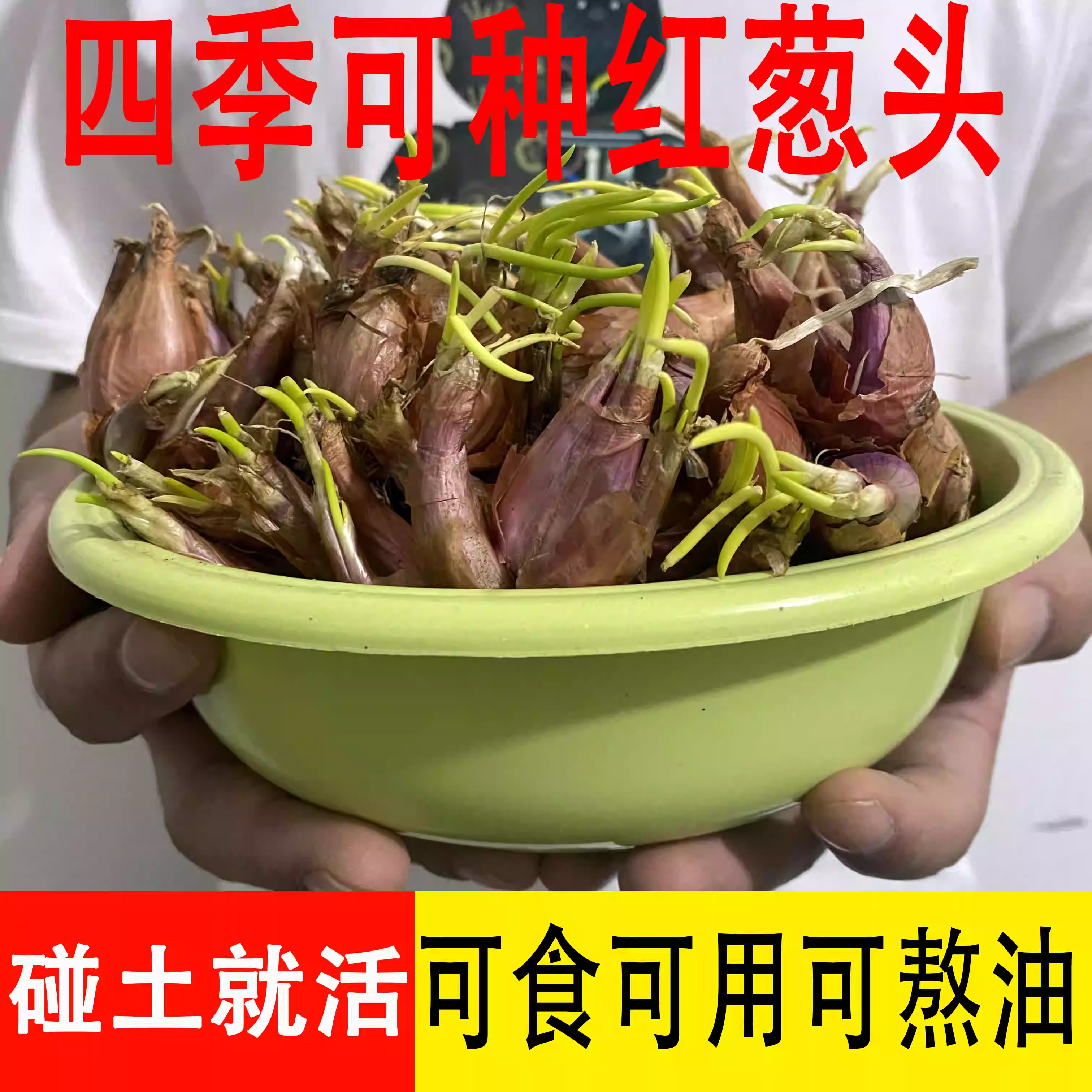 四川正宗农家四季红葱头种盆栽种