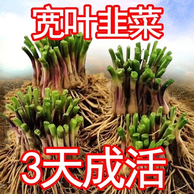 现挖宽叶紫红根韭菜苗阳台盆栽