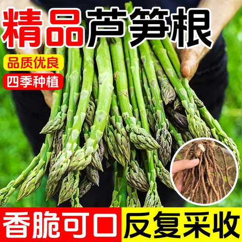 现挖芦笋根苗四季种植阳台庭院菜
