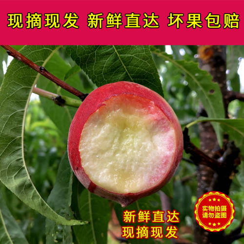 泌阳马谷田春雪脆桃霸王脆桃5斤