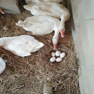 农家散养鹅蛋 粮食喂养