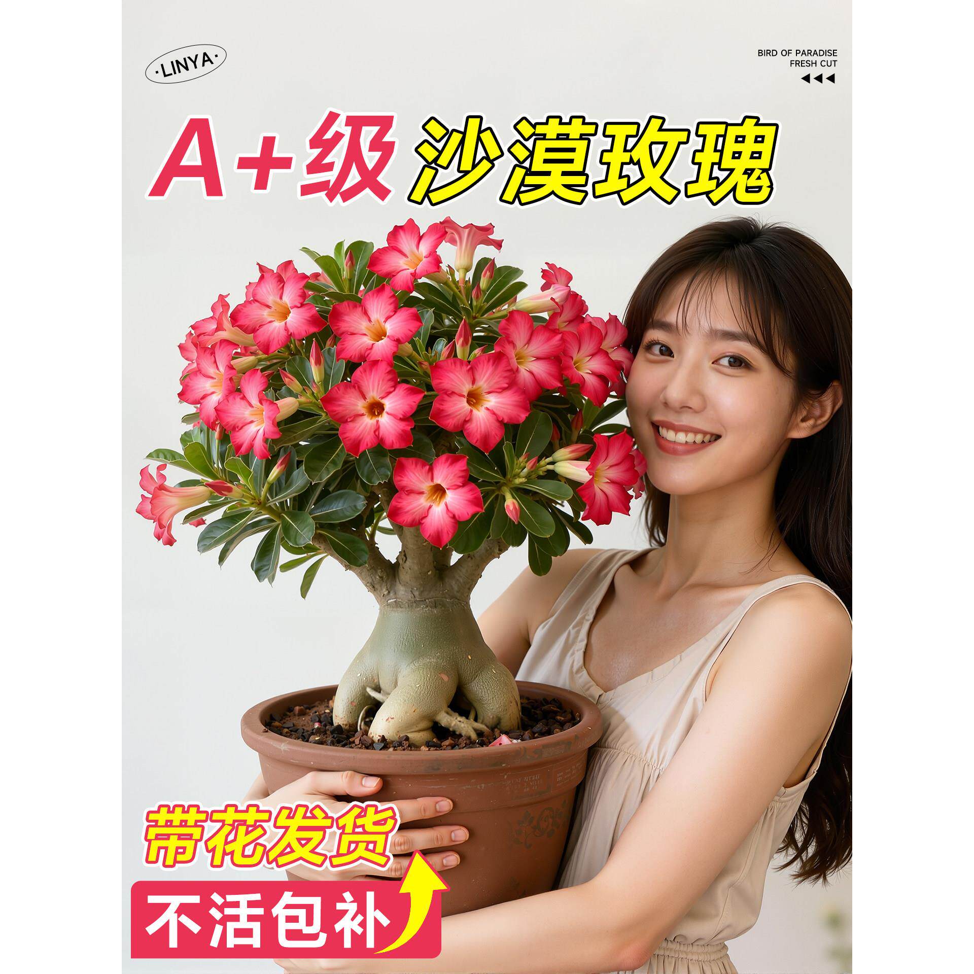 沙漠玫瑰花苗盆栽大花四季种植开花不断室内阳台庭院植物花卉盆景