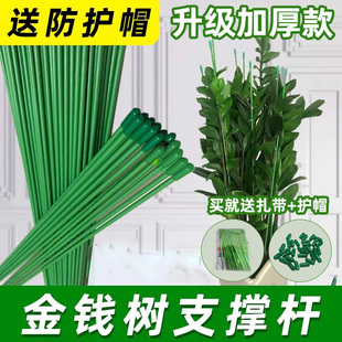 金钱树支撑杆爬藤架固定器园艺花架花盆花园兰花防倒伏插杆固定杆