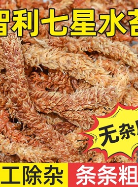 进口智利水苔毛毛虫水苔蝴蝶兰植物鹿角蕨兰花专用乌龟冬眠干苔藓