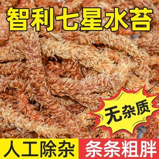 进口智利水苔毛毛虫水苔蝴蝶兰植物鹿角蕨兰花专用乌龟冬眠干苔藓