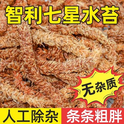 进口智利水苔毛毛虫水苔蝴蝶兰植物鹿角蕨兰花专用乌龟冬眠干苔藓