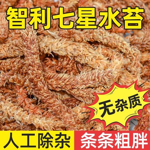 进口智利水苔毛毛虫水苔兰花专用