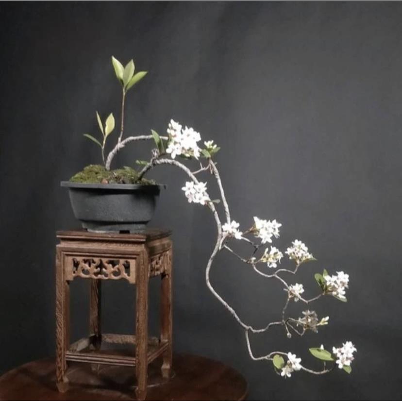 海岛春花栀子花映山红水杨梅等盆景素材