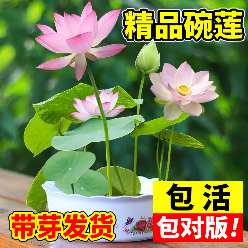 热销碗莲种藕水培绿植物室内四季开D花卉睡莲花小型种籽子荷花根