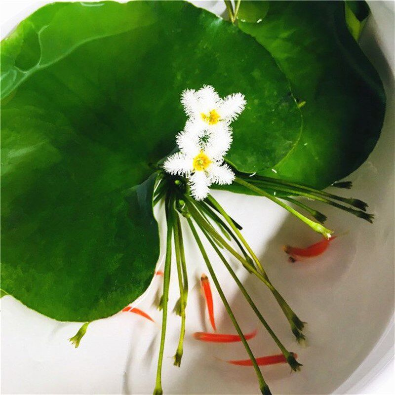 热销一叶莲 碗莲水生o花卉水培植物室内阳台四季开花盆栽鱼缸浮生