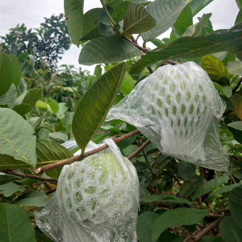 热销水果专用网袋番石榴网袋芭乐套袋防虫防尘R袋一体袋泡沫套袋