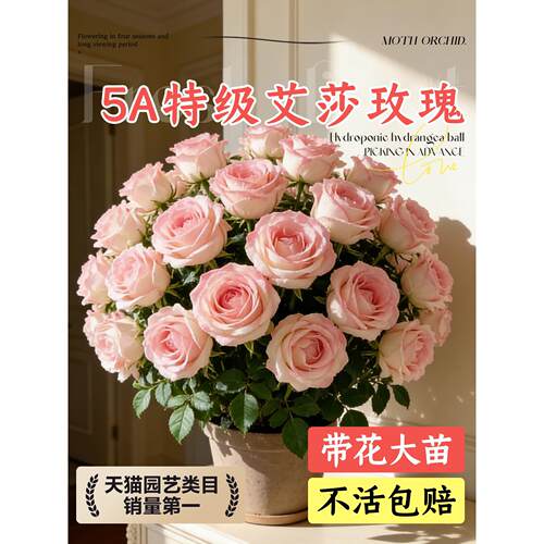 玫瑰花盆栽带花苞特大号四季鲜花开花苗室内阳台好养活花卉绿植物