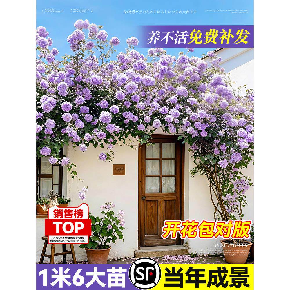 爬藤月季大苗绿植庭院阳台浓香花卉爬墙蔷薇木香四季好养玫瑰盆栽