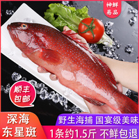东星斑鱼石斑鱼海鲜水产现捕深海鱼冷冻大鱼燕尾斑红星斑顺丰包邮