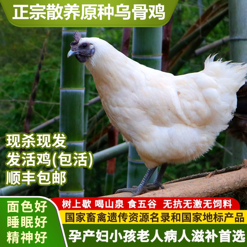 放养白羽雪峰乌鸡/生态大米/鸡蛋