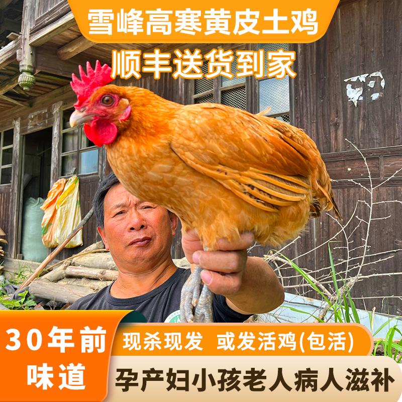 2年农家散养现杀或发活鸡