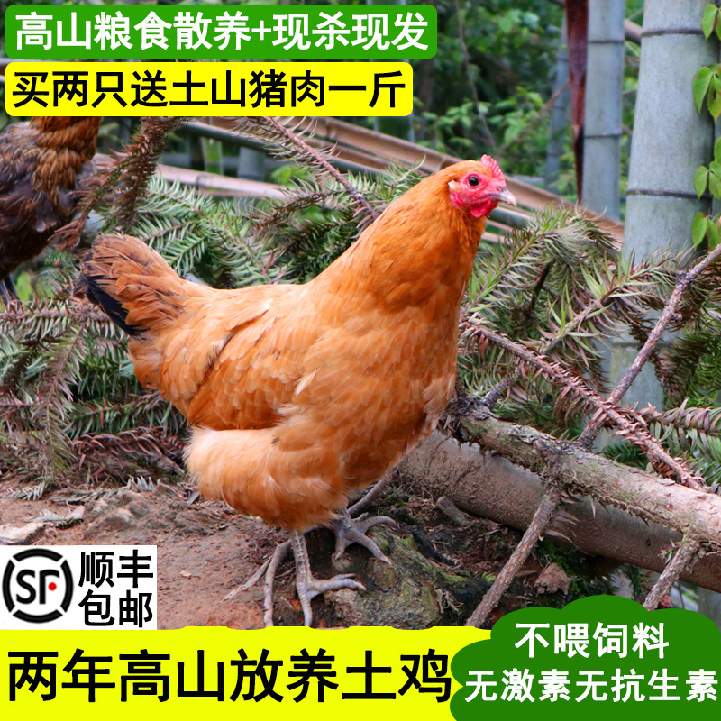 怡博士散养两年老母鸡一只