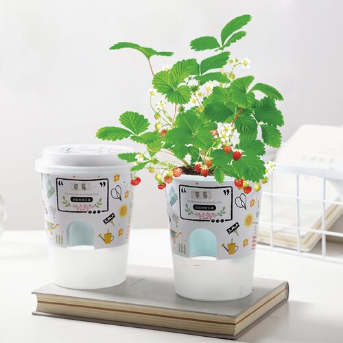 Ecoey植物生长观察种植捧在