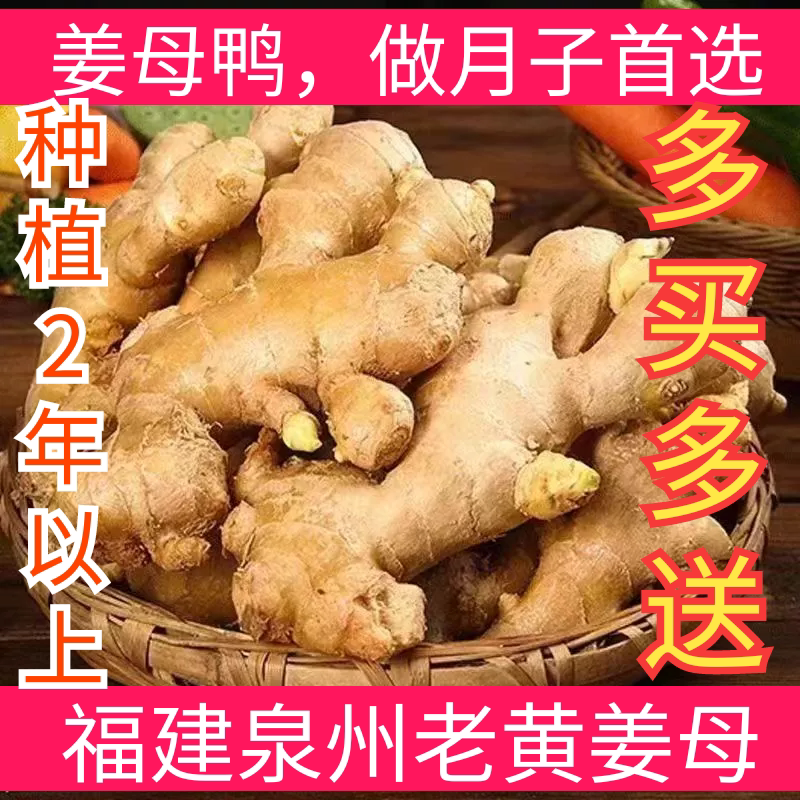 福建泉州老姜母鸭现挖新鲜老生姜生姜/南姜