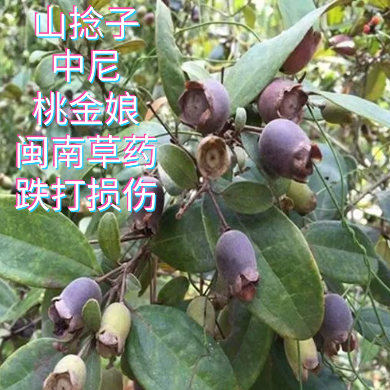 福建中草药新鲜损伤药山捻子根仲尼中尼根桃金娘根捻子树根岗稔根