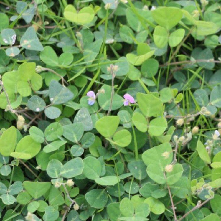 闽南天然草药铺地蝠草猪腰草半边钱蝴蝶草罗藟草马蹄金钱草腰子草