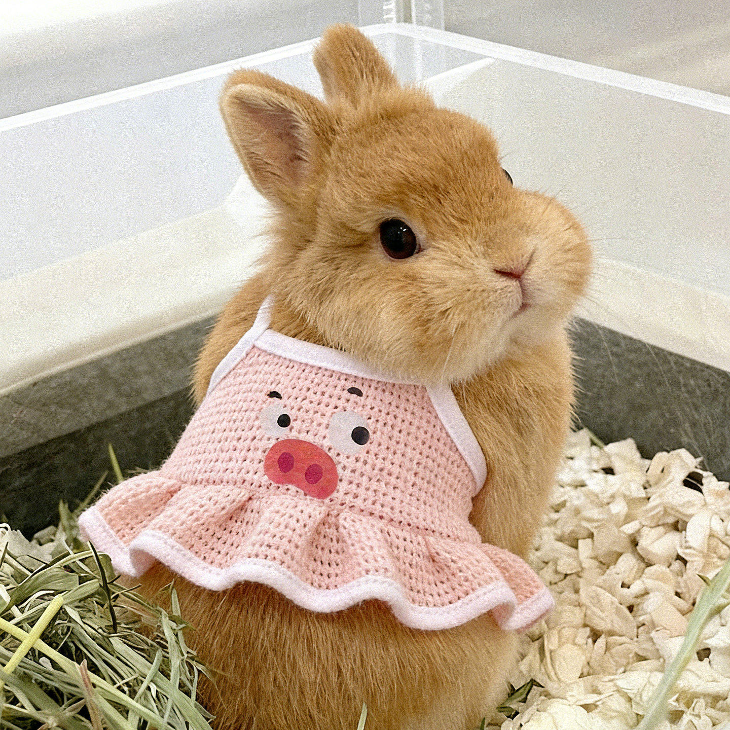 宠物兔子衣服侏儒兔折耳兔安哥拉兔吊带裙幼猫幼犬兔兔可爱背心
