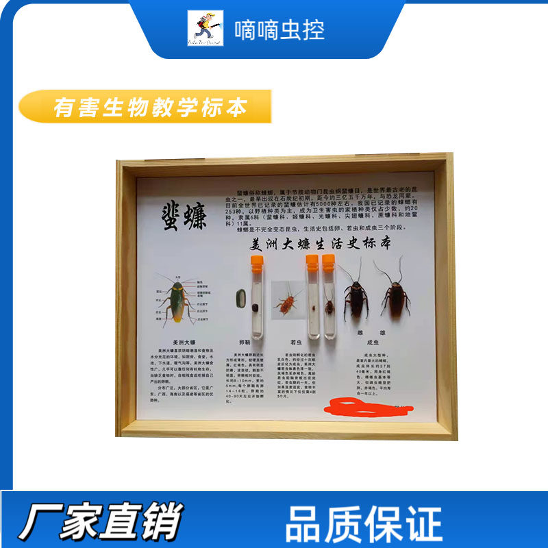德国小蠊美洲大蠊黑胸大蠊浸制标本中华拟歪尾蠊大光蠊蟑螂实物