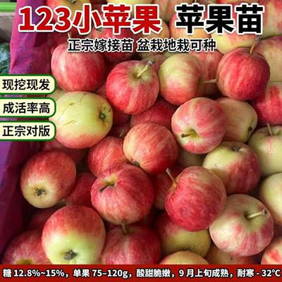 123小苹果苗沙东北抗寒鸡
