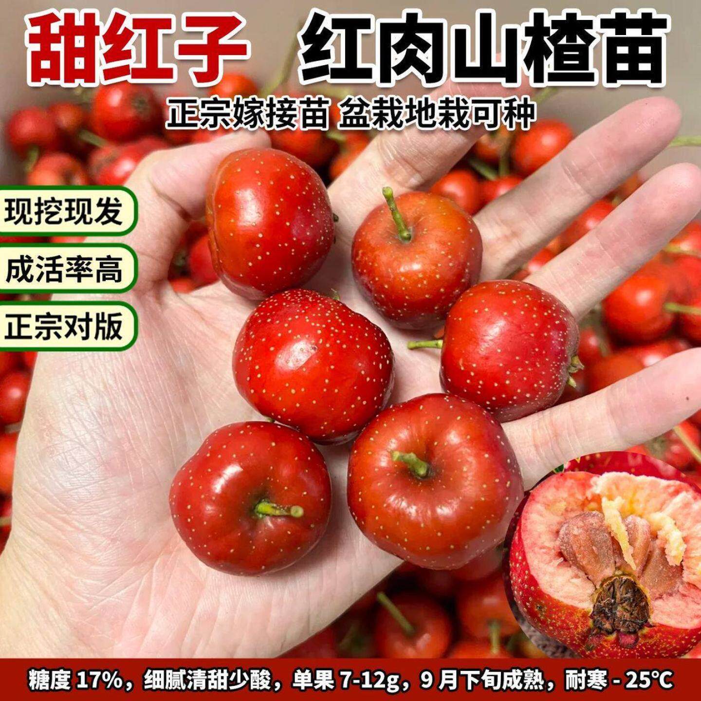 甜红子山楂盆栽地栽耐寒10月南北方种植果苗