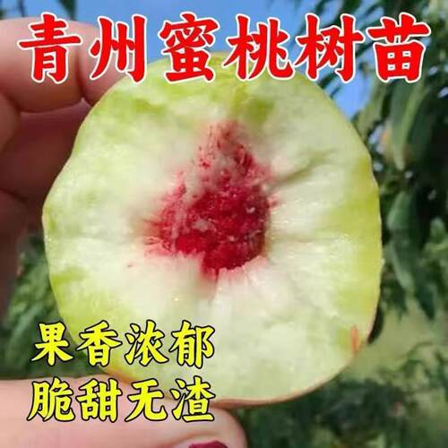 特晚熟脆甜小冬桃果苗贡