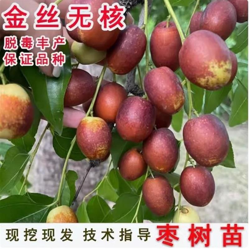 枣树苗嫁接蜜枣金丝小枣大小果苗当年结果基地果树苗南方北方种植