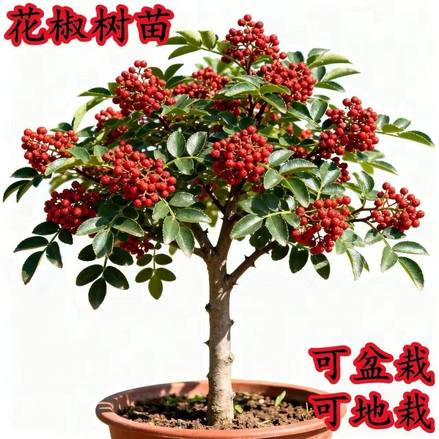 花椒树苗新品种抗寒大红图片