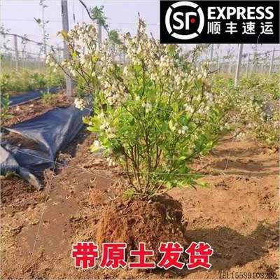 特大蓝莓树果苗带土南方北方种植庭院阳台种植兔眼蓝莓苗当年结果