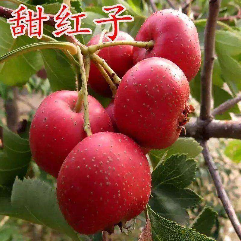 甜红子山楂树苗嫁接山楂树苗蒙山红山楂树苗南方北方种植当年结果