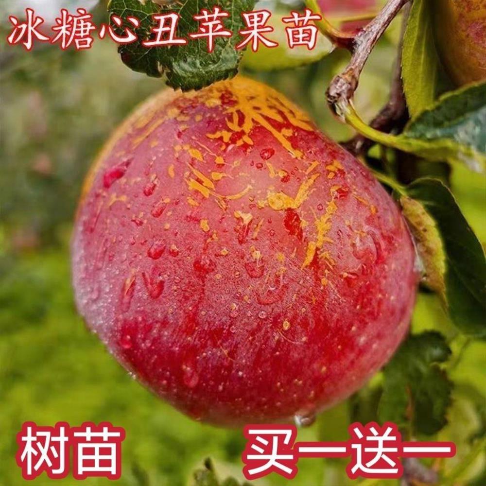 新品种嫁接冰糖心苹果树苗 正宗丑苹果苗耐寒南北方种植盆栽地栽