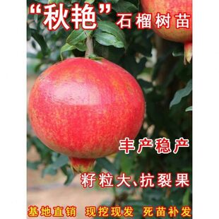 秋艳石榴树苗新品种软籽石榴盆栽地栽北南方庭院种植当年结果树苗