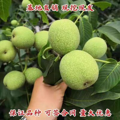果树苗嫁接 黑核桃苗 美国黑核桃树苗 黑山核桃苗 核桃结果苗包邮