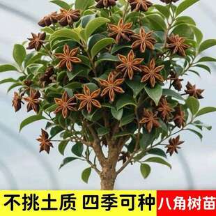 正宗八角树苗大红茴香矮化八角苗无刺耐寒罗马八角树苗南北方种植