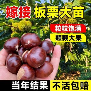 .正宗大红袍板栗苗嫁接香糯新娘板栗|南北方盆栽地栽当年结果