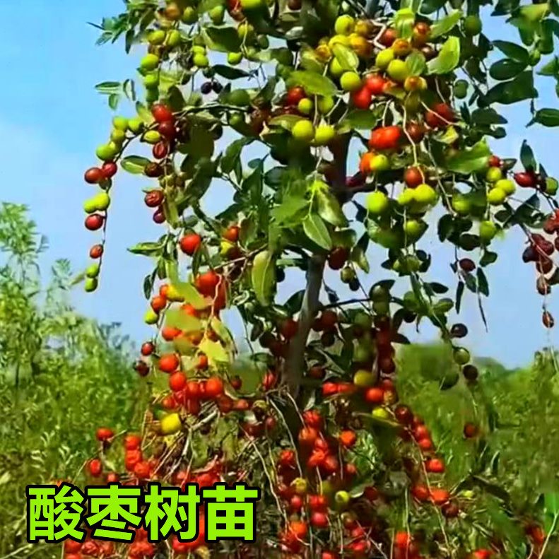 酸枣树活苗 野山酸枣子树苗 酸枣仁树苗 药用酸枣 骏枣苗 篱笆墙