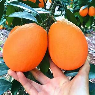 脐橙树苗雷波脐橙苗橙子苗嫁接甜橙苗当年结果南方脐橙子果树苗正