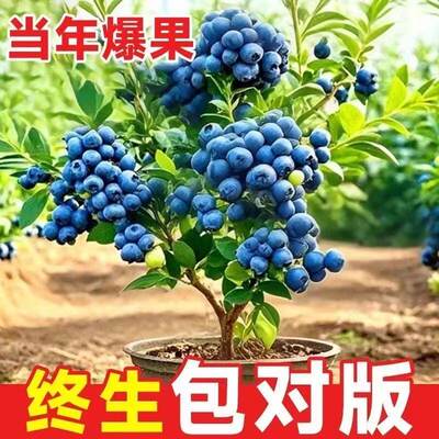 灿烂蓝莓苗盆栽地栽果树苗蓝梅树苗四季种植南方北方种植当年结果
