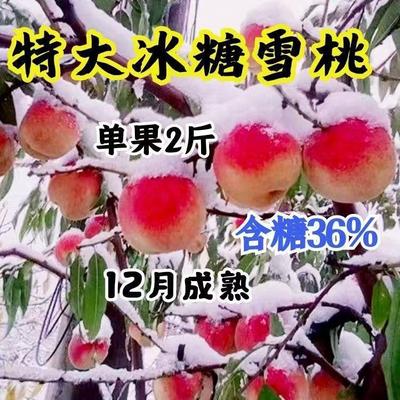 正宗雪桃嫁接冬桃树苗盆栽地栽南北方室外阳台当年结果耐寒