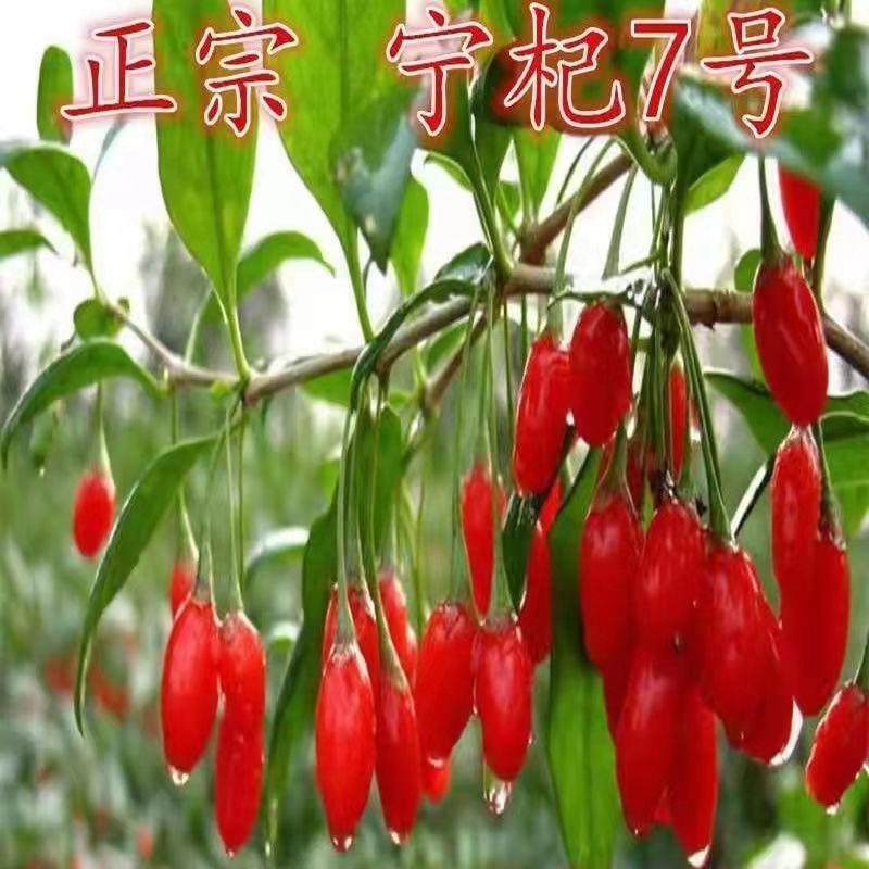 正宗宁夏枸杞王枸杞树苗(宁杞7号)产量高 当年结果盆栽植物果树苗