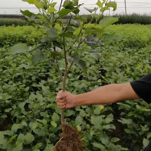桑葚果树苗无籽十大食用大叶桑树苗养蚕专用可盆栽地栽南北方种植