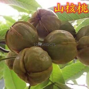 东北纯野生山核桃树皮树枝盆栽地栽南北方种植基地直销新品种果树