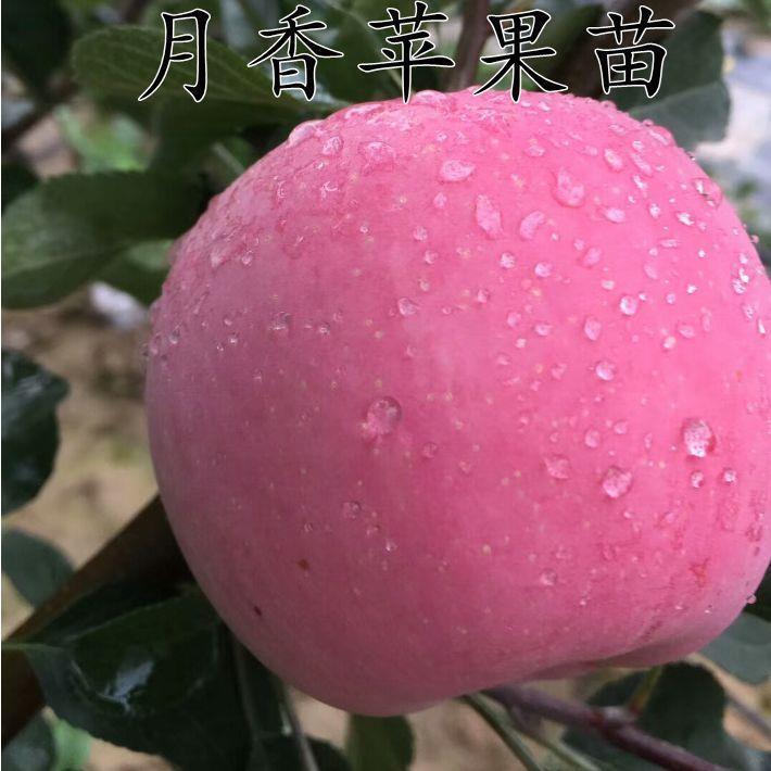 月香苹果树苗矮化早熟苹果树苗盆栽地栽当年结果嫁接新品种苹果苗