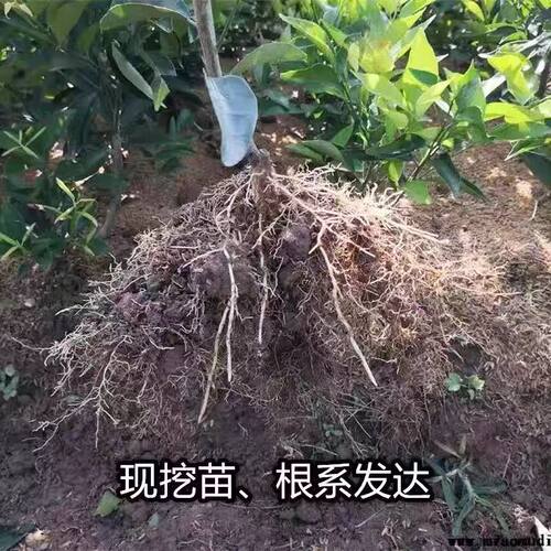 纽荷尔脐橙树苗嫁接果树苗柑橘苗橙子苗阳台盆栽庭院地栽当年结果