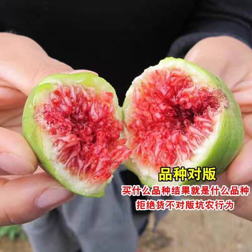 正宗果树苗新品种布兰瑞克无花果树苗特大盆栽地栽矮化当年结果南